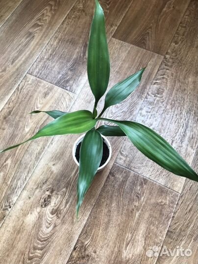 Бамбук Лаки бесплатно