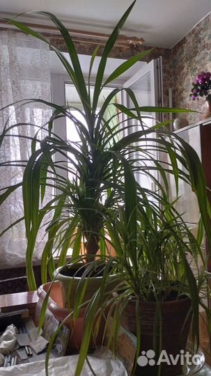 Панданус (Винтовая пальма, Винтовое дерево)