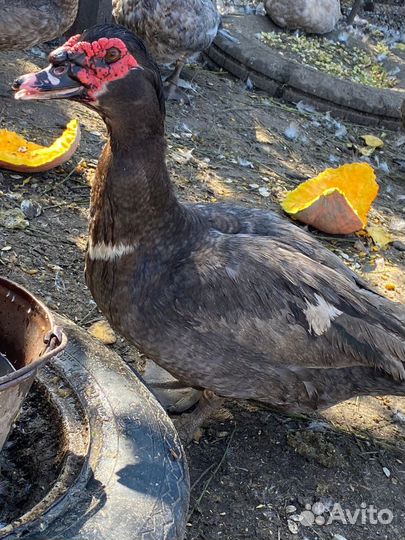 Козлик нубийский комолый