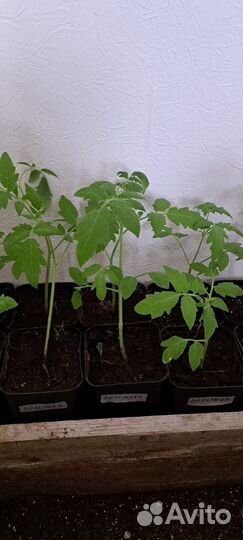 Рассада помидор