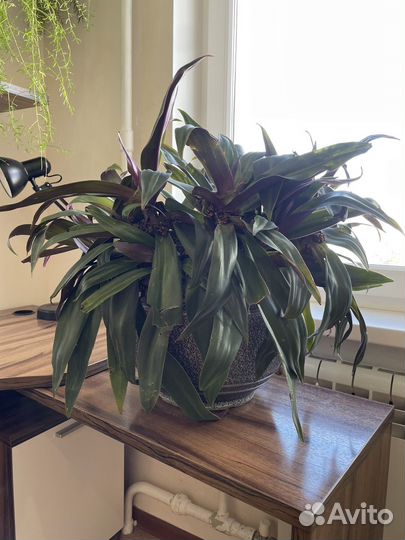 Традесканция рео