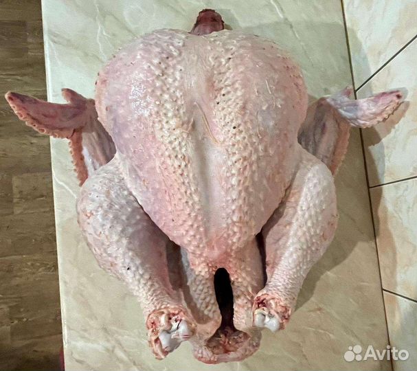 Тушка индейки, бройлер, сало