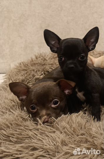 Щенки чихуахуа