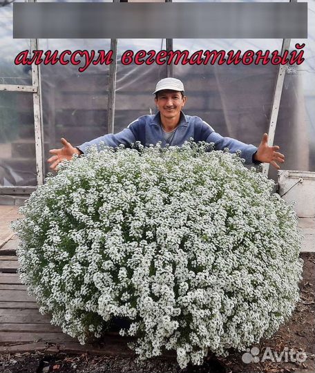 Рассада цветов,алиссум вегитативный,петунии,бакопа