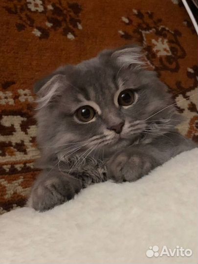 Вязка хайленд-фолд