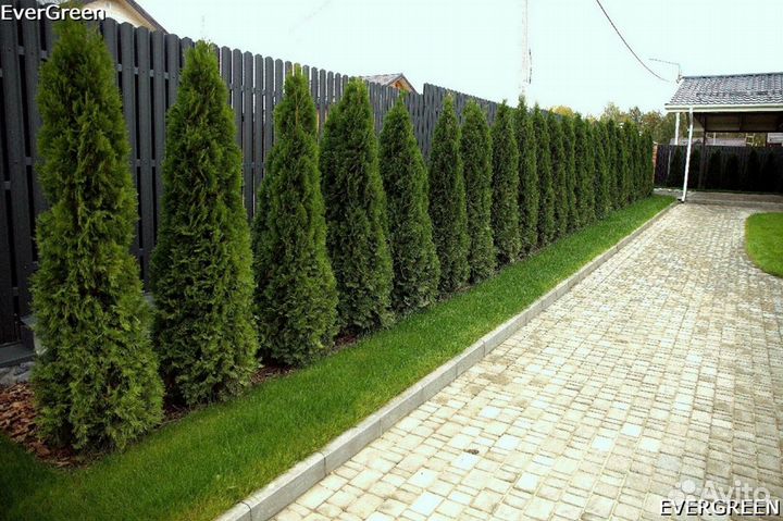 Туя брабант