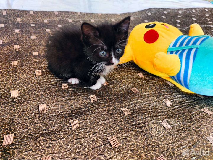 Отдам котенка