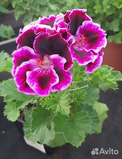 Королевская пеларгония сортовая срезами