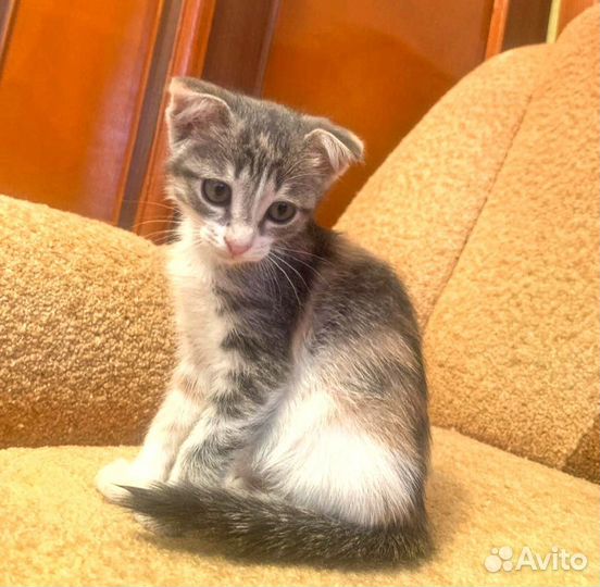 Шотландская