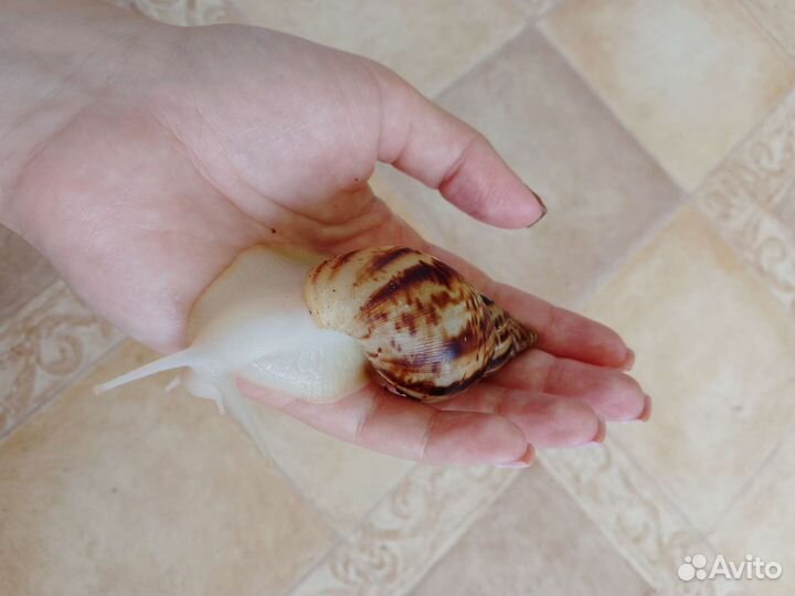 Улитка ахатина альбино