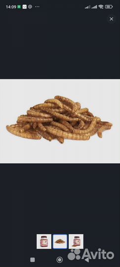 Мучной червь Little One