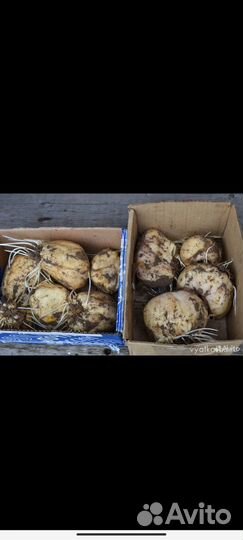 Рябчик императорский