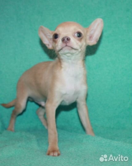 Веселый мальчишка чихуахуа