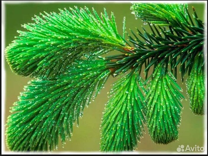 Сироп из еловых лапок