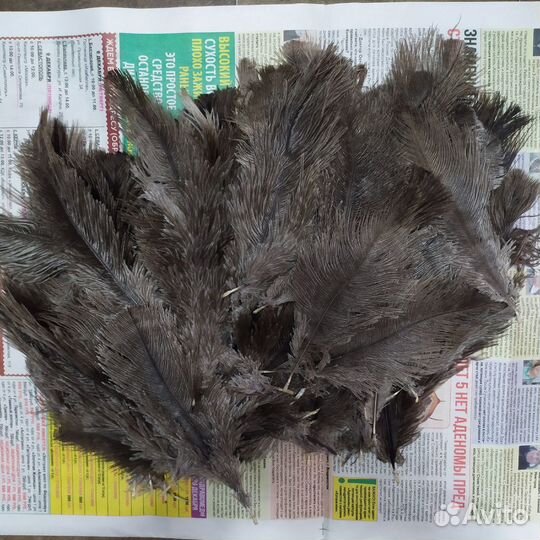 Перья страуса. цена за 10 шт
