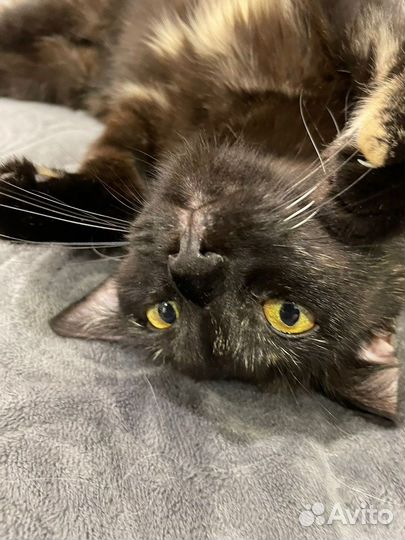 Котята в добрые руки мальчик и девочка