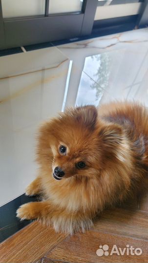 Померанский шпиц