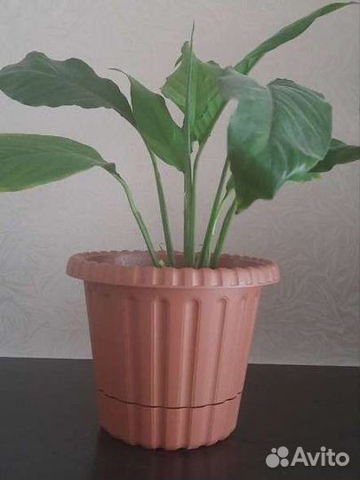 Комнатные цветы