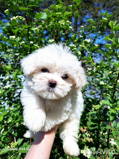 Мальтийская болонка мальчик