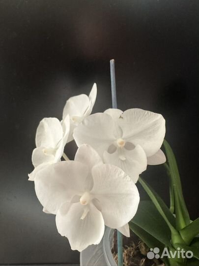 Орхидея фаленопсис