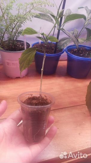 Гибискус оранжевый махровый