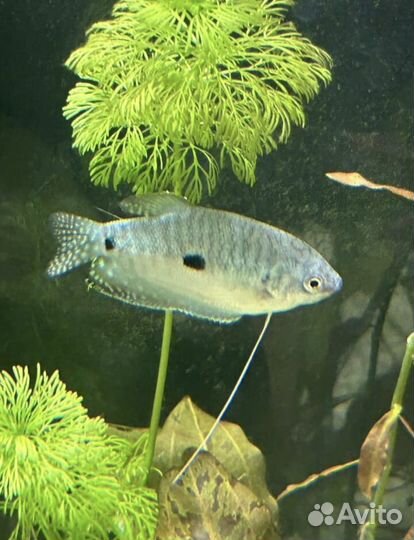 Рыбки для аквариума