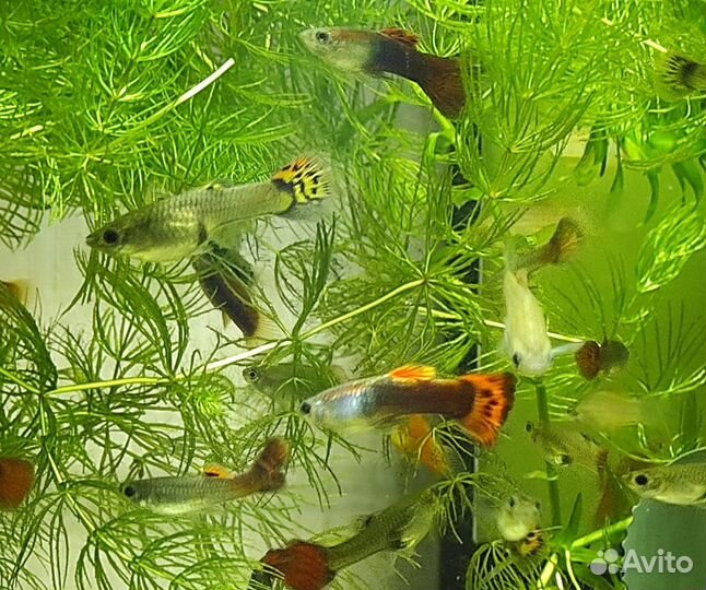 Рыбки гуппи и меченосцы