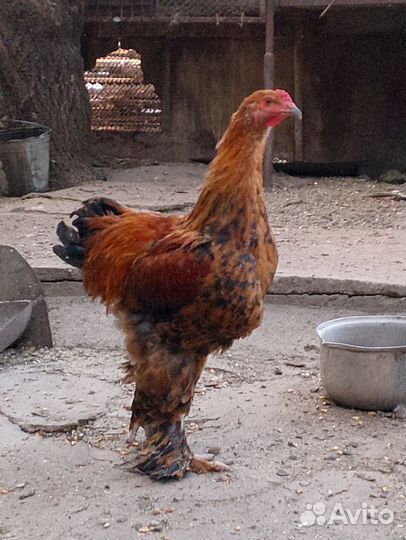 Петухи на племя