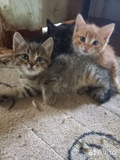 Котята в добрые руки даром бесплатно