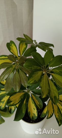 Шефлера вариегатная