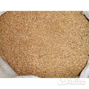 Продам зерно пшеницы