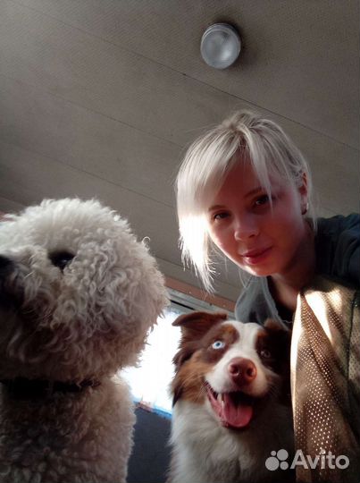 Передержка у кинолога