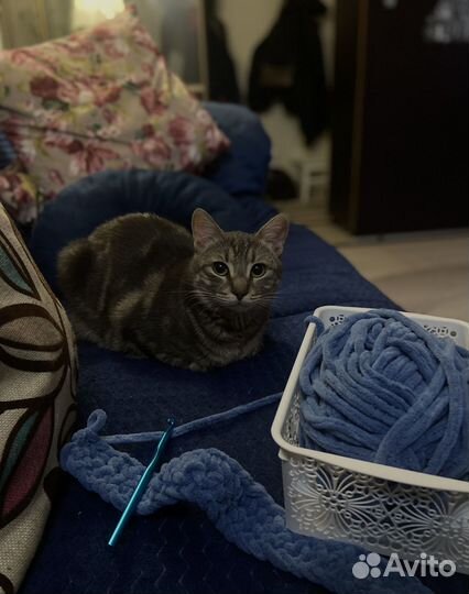 Кот в добрые руки