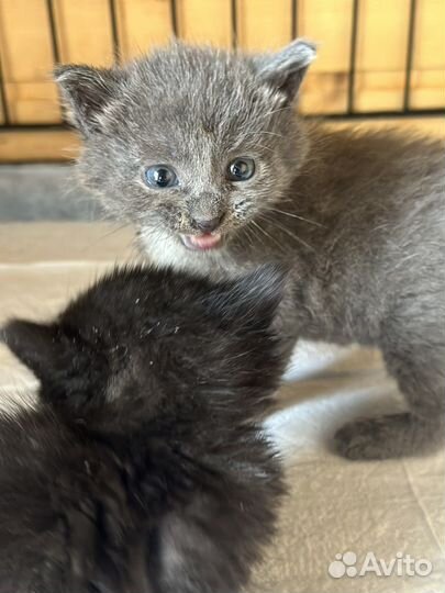 Котенок Мальчик дымок в добрые руки