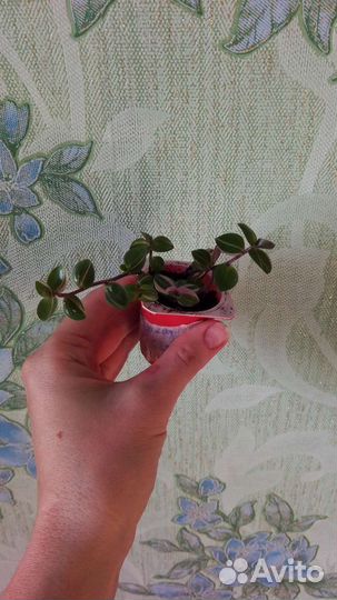 Каллизия Бьянка, Крибо и зеленая