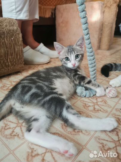 Серенький котёнок Лёлик