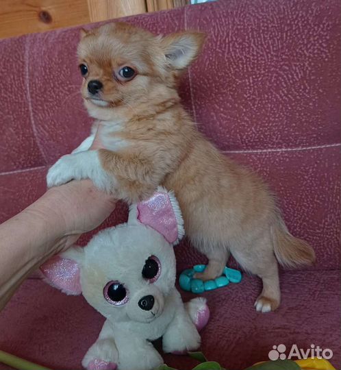 Щенки чихуахуа большой выбор