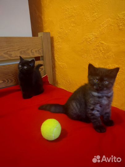 Шотландские котята