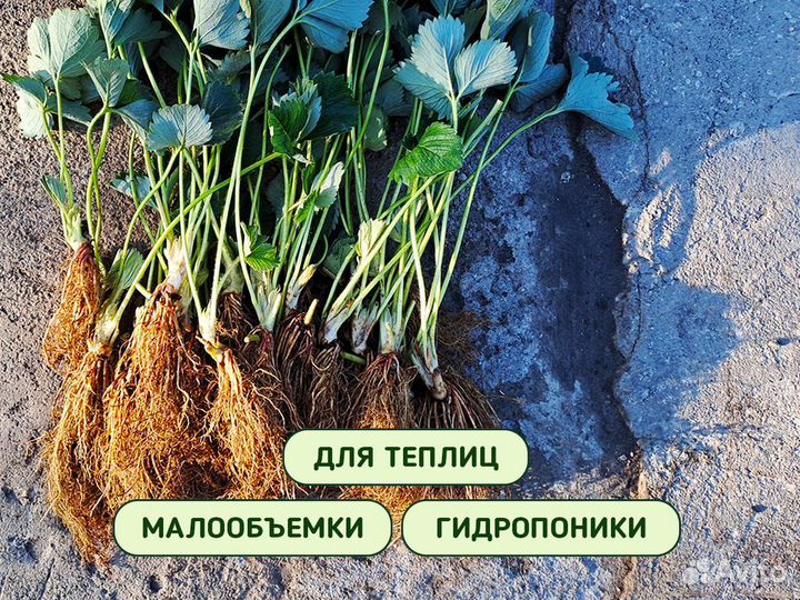 Рассада клубники. Элитные сорта