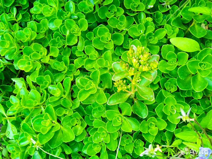 Почвопокровные растения