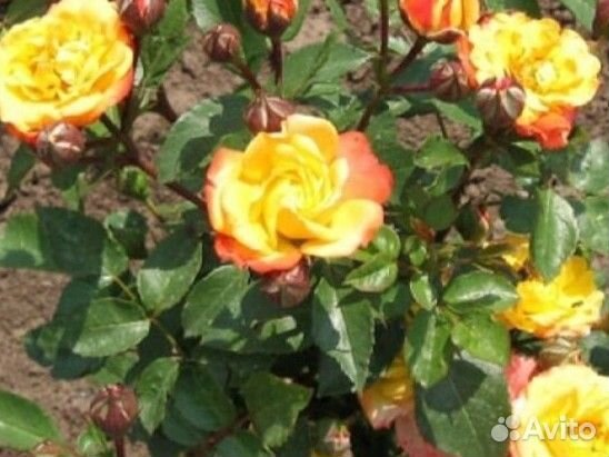 Розы флорибунда