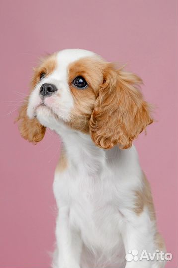 Кавалер Кинг чарльз спаниель девочка