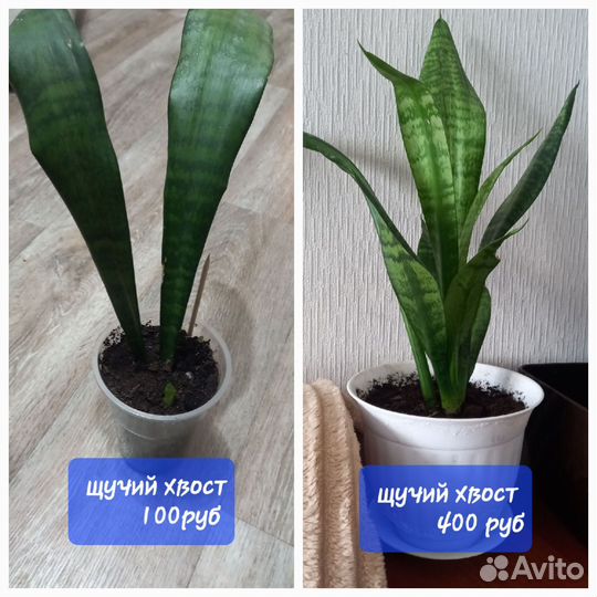 Комнатные цветы