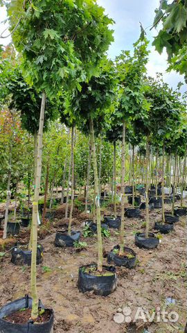 Клен остролистный Глобозум, высота штамба 80 см