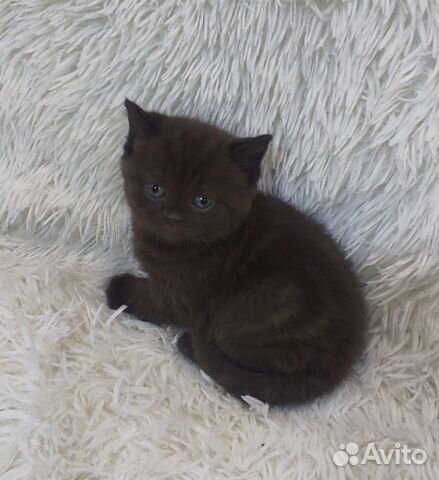 Британские котята шоколадные объявление продам