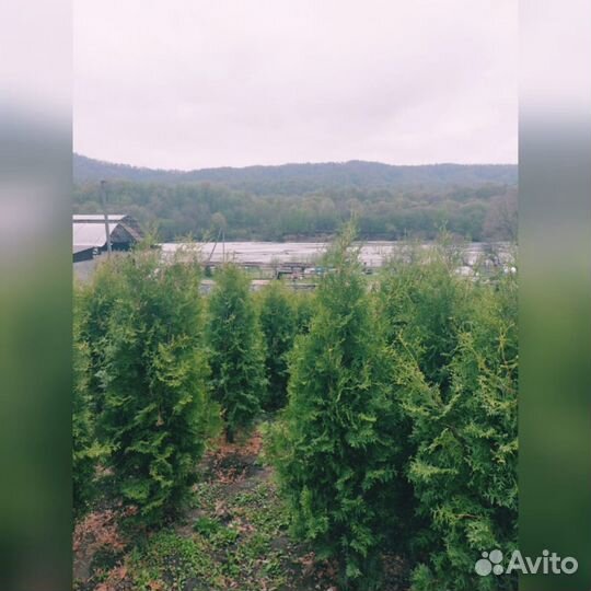 Туя ель сосна