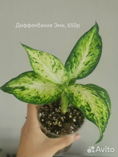 Аглаонемы, диффенбахия, церопегия