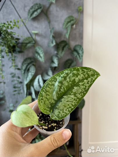 Сциндапсус