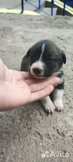 Щенки бесплатно