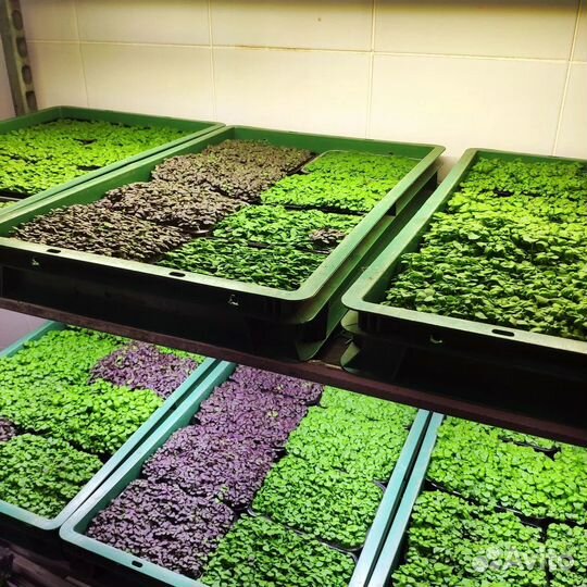 Микрозелень от производителя